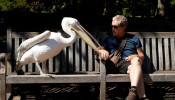 A man is seen with pelican in St James's Park
