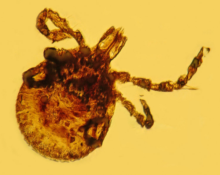 This tick trapped in ancient amber from the Dominican Republic can carry the type of bacteria that causes lyme disease. 
