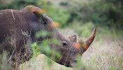 A southern white rhino is seen inside Nairobi National Park