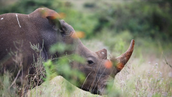 A southern white rhino is seen inside Nairobi National Park