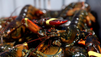 LOBSTER MARKET