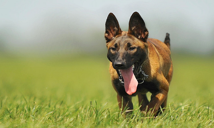 A recent study confirms how a dog’s strong sense of smell can help detect COVID-19.