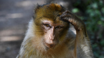 MONKEYS UNDER ATTACK