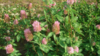 Red Clover (Trifolium pratense)