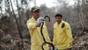 A Brazilian Institute for the Environment and Renewable Natural Resources (IBAMA) fire brigade member holds a dead snake 
