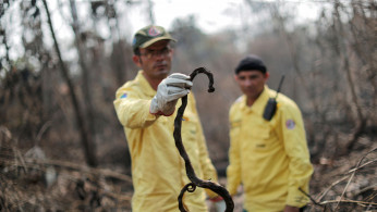 A Brazilian Institute for the Environment and Renewable Natural Resources (IBAMA) fire brigade member holds a dead snake 