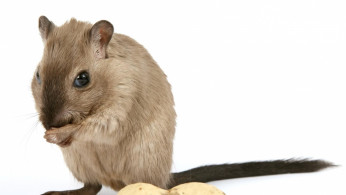 HAMSTERS