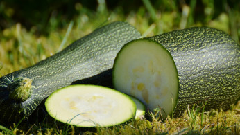 Zucchini
