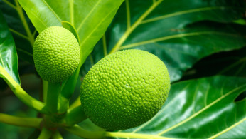 breadfruit