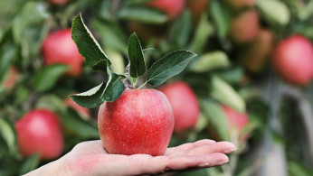 apple
