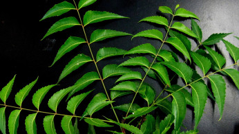 neem leaves