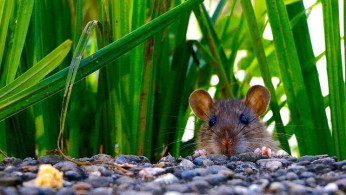 HERO RAT