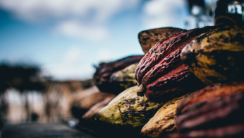 cacao