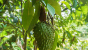 soursop