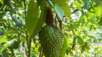 soursop