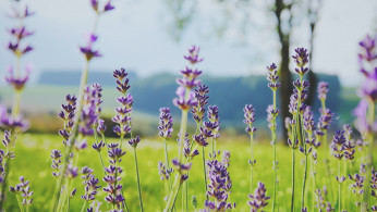 lavender flower