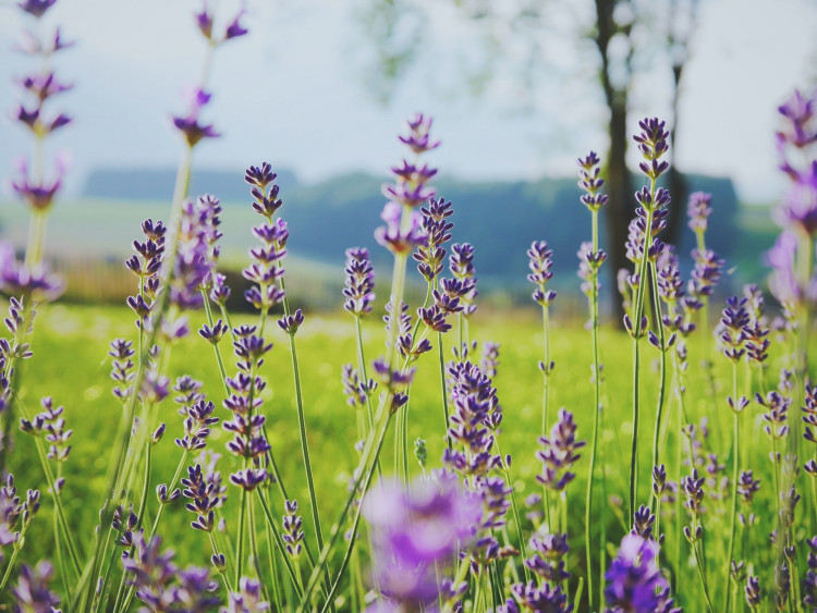 lavender flower
