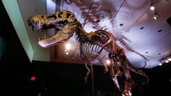 T-Rex