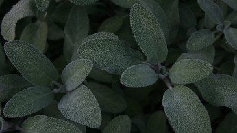 sage