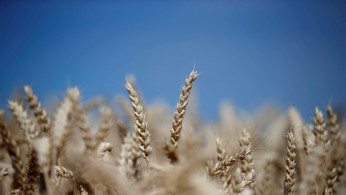 Wheat