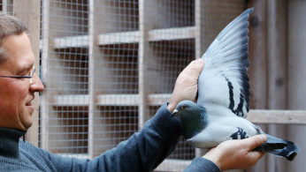 Pigeon