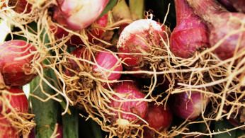 TURNIPS