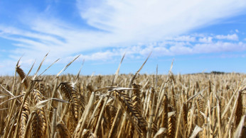 Barley