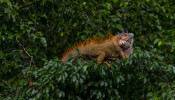 an iguana on a tree