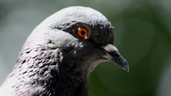 POOR BIRD