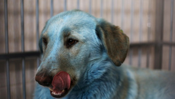 Dogs