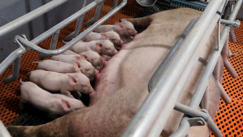 pigs