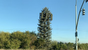 cell tower disguised as a tree