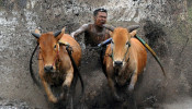 A jockey spurs his livestock in Indonesia's West Sumatra Province.