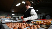A worker sorts eggs at a chicken farm in Brudnice, central Poland January 21, 2013.