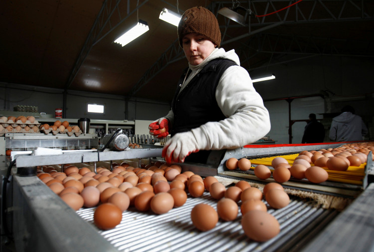 A worker sorts eggs at a chicken farm in Brudnice, central Poland January 21, 2013.