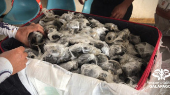 Tortoises wrapped in plastic were found by Galapagos airport authorities