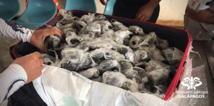 Tortoises wrapped in plastic were found by Galapagos airport authorities