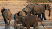 FILE PHOTO: A group of elephants are seen at a watering hole inside Hwange National Park, in Zimbabwe, October 23, 2019. 