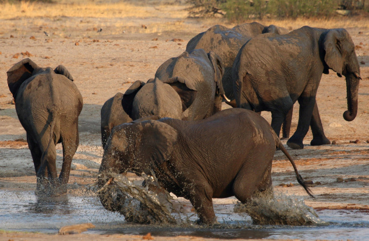 FILE PHOTO: A group of elephants are seen at a watering hole inside Hwange National Park, in Zimbabwe, October 23, 2019. 