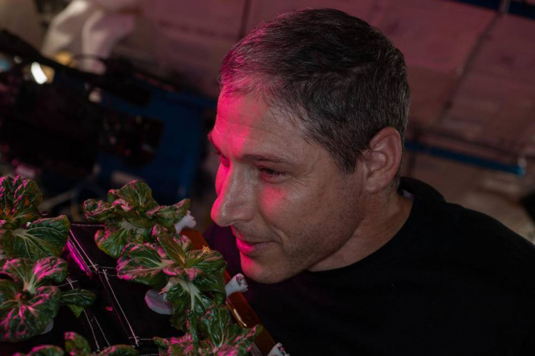 NASA astronaut and Expedition 64 flight engineer Michael Hopkins smells ‘Extra Dwarf’ pak choi plants growing aboard the International Space Station