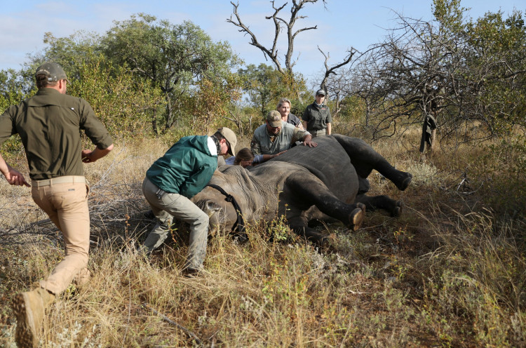 Veterinarians attend to a tranquillised rhino before it is dehorned, amid mounting fears of a rebound in rhino poaching