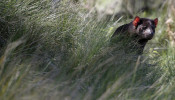FILE PHOTO: Tasmanian Devil sits among tall grass 