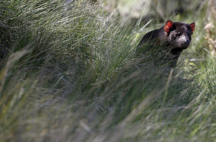 FILE PHOTO: Tasmanian Devil sits among tall grass 