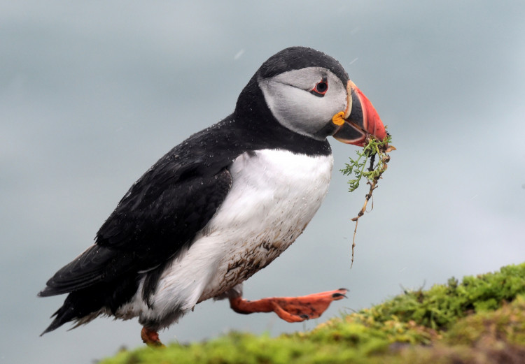 An Atlantic Puffin is seen in the rain on Skomer Island, off the coast of Pembrokeshire, Wales, Britain, May 24, 2021. Picture taken May 24, 2021. 