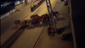 FILE PHOTO: A herd of elephants walk along a road in Eshan, Yunan, China, May 27, 2021 in this still image taken from video obtained from social media.
