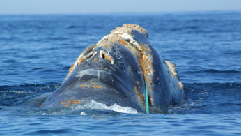 Whale