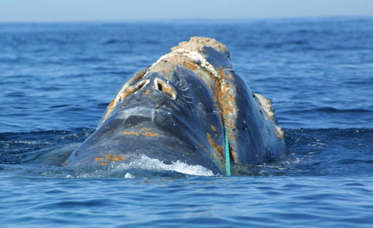 Whale