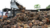 FILE PHOTO: A worker unloads palm oil fruit bunches at a factory in Tanjung Karang, Malaysia August 14, 2020. 