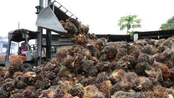 FILE PHOTO: A worker unloads palm oil fruit bunches at a factory in Tanjung Karang, Malaysia August 14, 2020. 