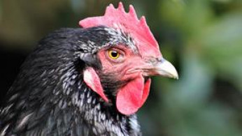 CHICKEN TO THE RESCUE